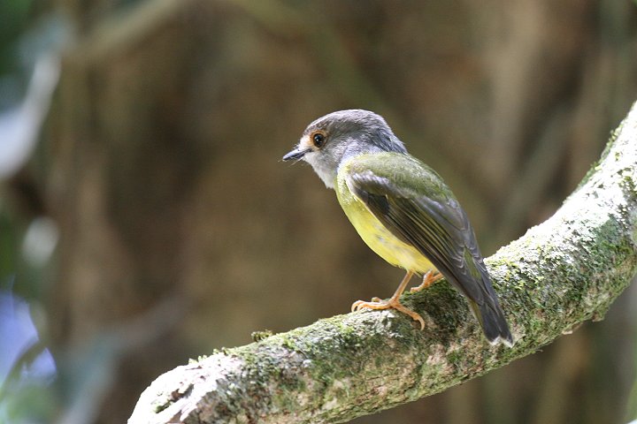 �L�A�V�q�^�L