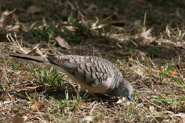 �I�[�X�g�����A�`���E�V���E�o�g