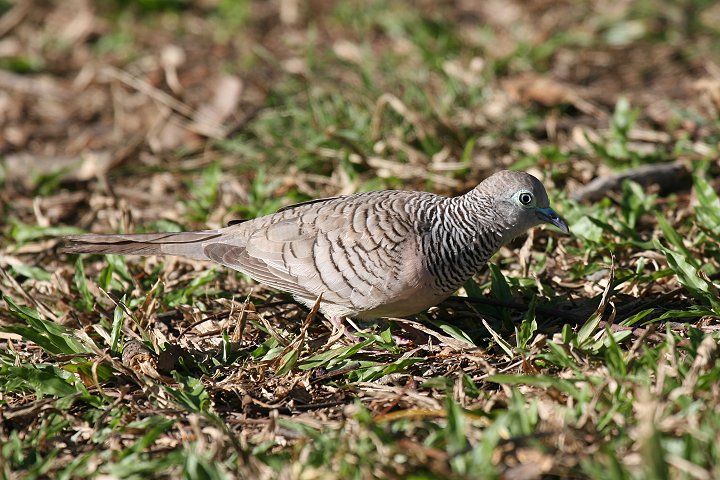 �I�[�X�g�����A�`���E�V���E�o�g