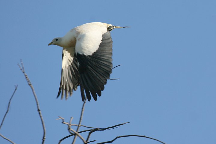 �\�f�O���o�g