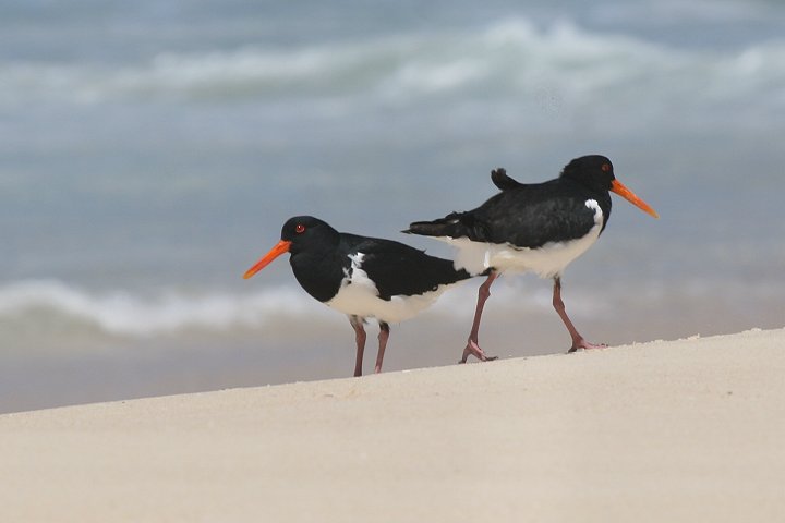 �I�[�X�g�����A�~���R�h��