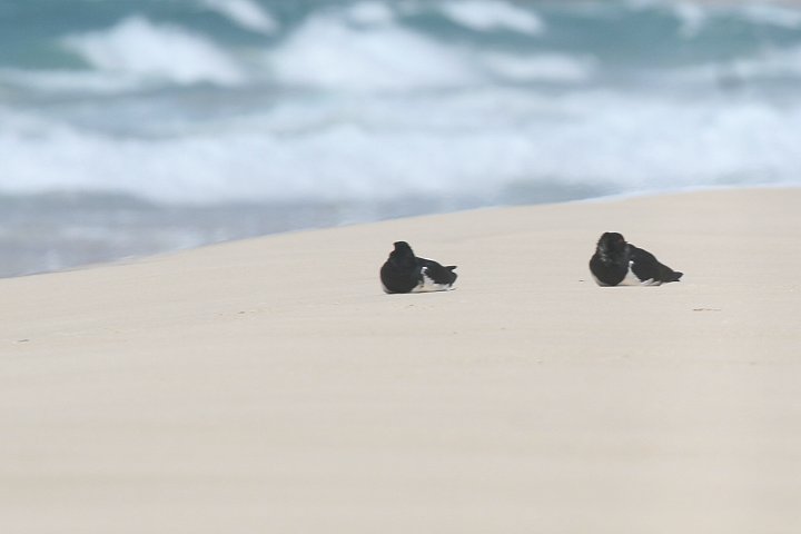 �I�[�X�g�����A�~���R�h��