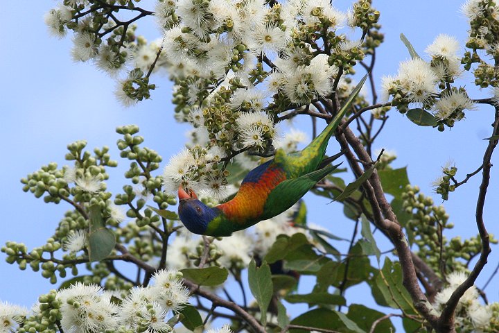 �S�V�L�Z�C�K�C�C���R