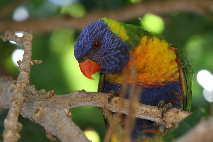 �S�V�L�Z�C�K�C�C���R