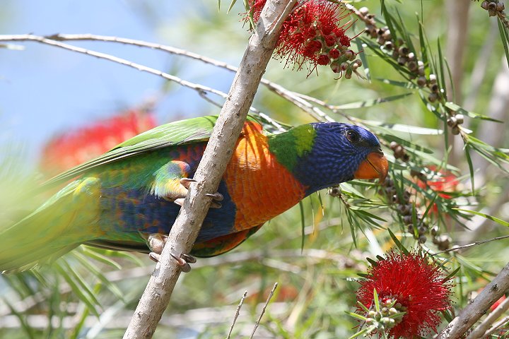 �S�V�L�Z�C�K�C�C���R