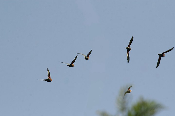 �S�V�L�Z�C�K�C�C���R