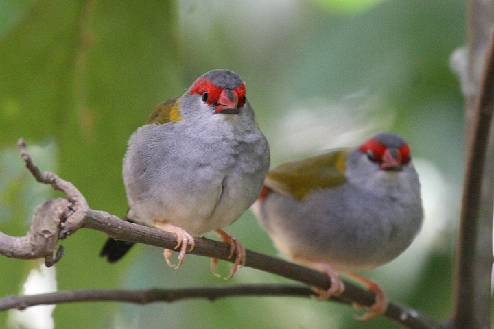 �t���E�`���E