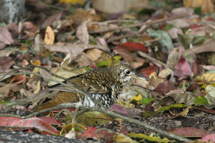 �A�J�I�g���c�O�~