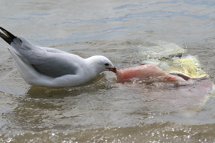 �M���J����