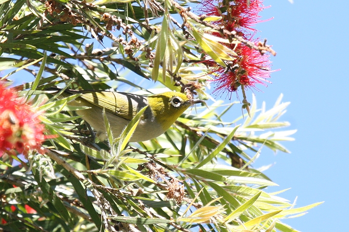 �n�C���l���W��