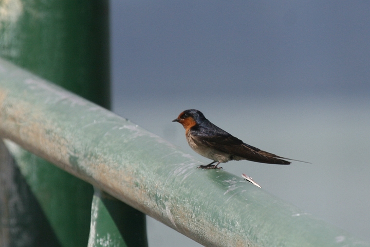 �I�[�X�g�����A�c�o��