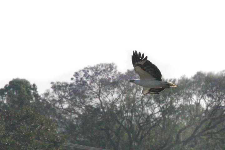 �V���n���E�~���V