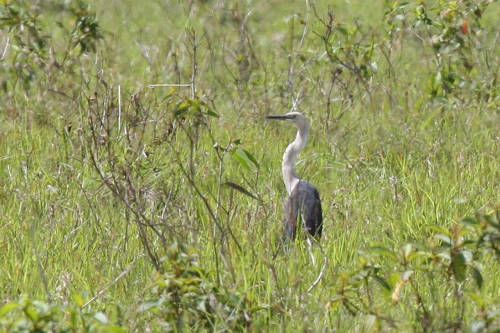 �V���K�V���T�M