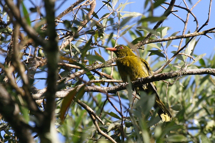 �L�~�h���R�E���C�E�O�C�X