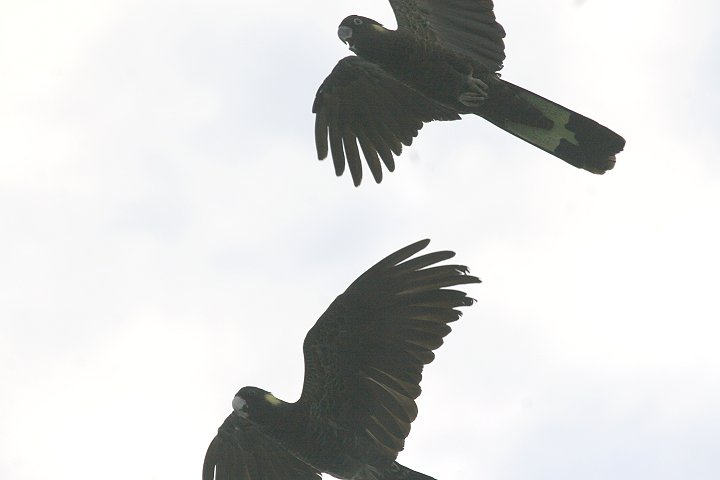 �L�C���I�N���I�E��