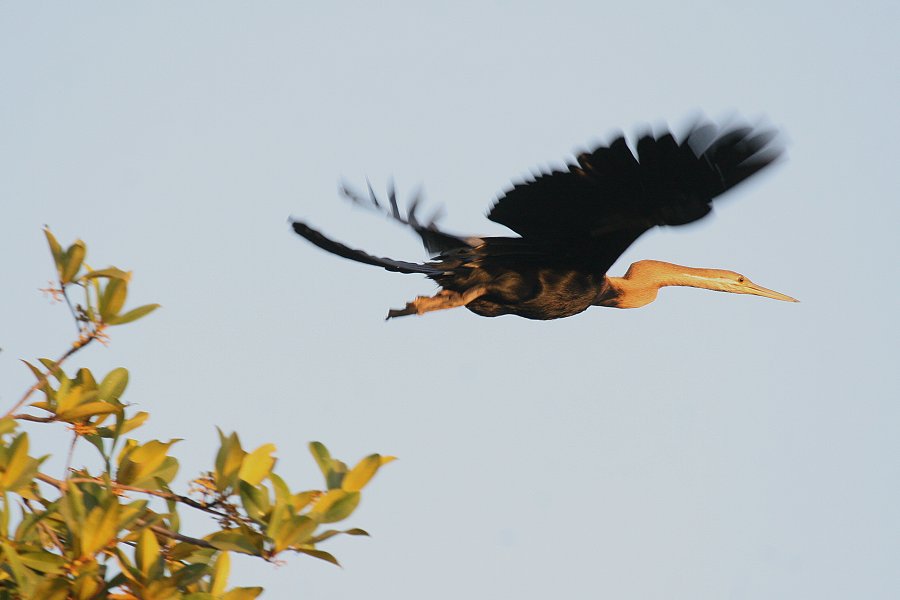 �A�t���J�w�r�E