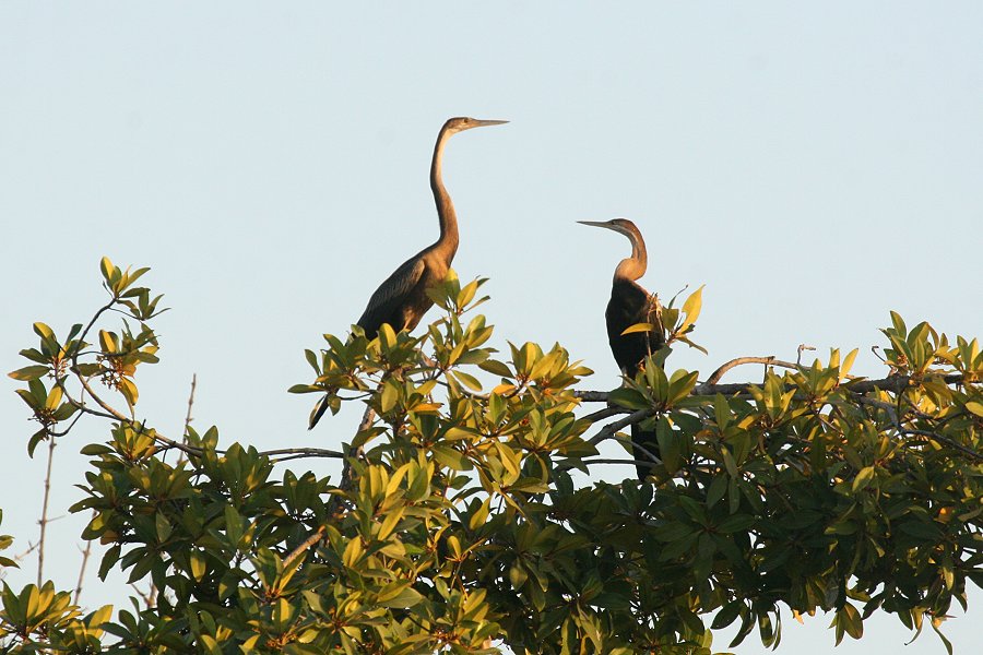 �A�t���J�w�r�E