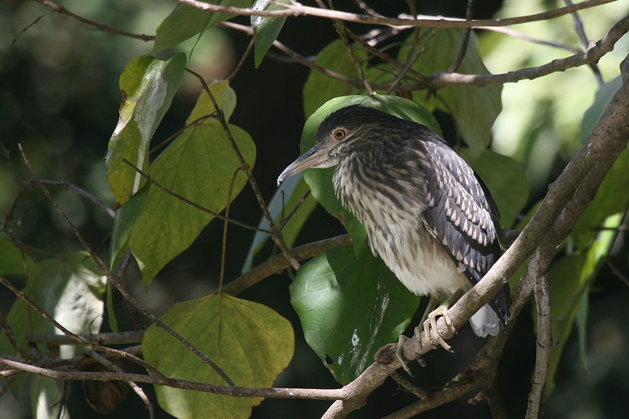 �S�C�T�M�̗c��