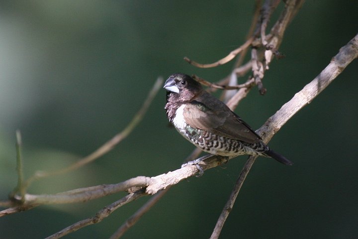 �n�S�����V�`�z�E