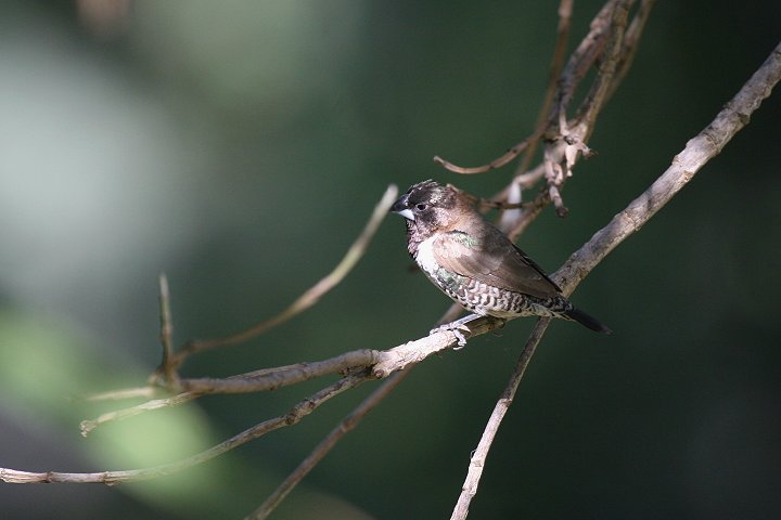 �n�S�����V�`�z�E