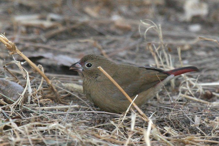 �R�E�M���N�`���E