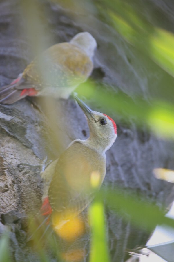 �n�C�C���Q��