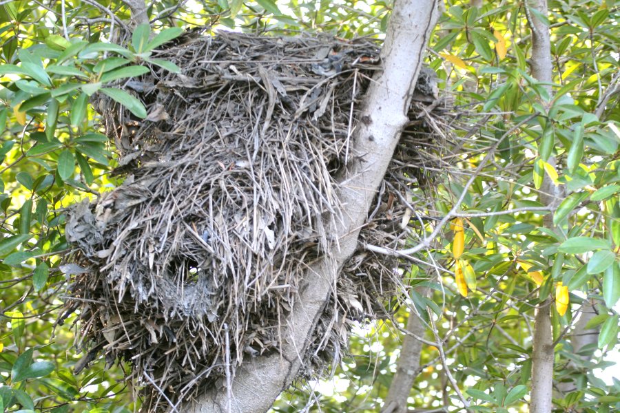 �V�����N�h���̑�