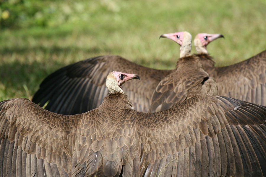 �Y�L���n�Q���V