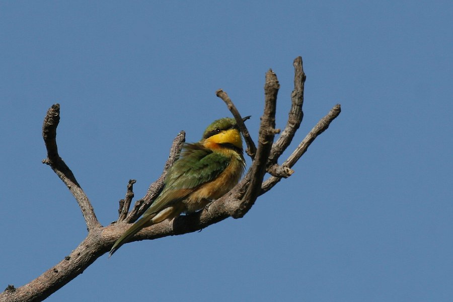 �q���n�`�N�C