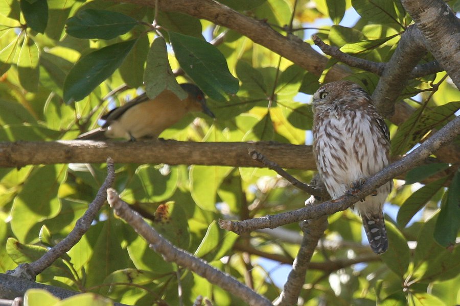 �A�t���J�X�Y���t�N���E