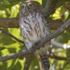 Pearl-spotted Owlet AtJXYtNE