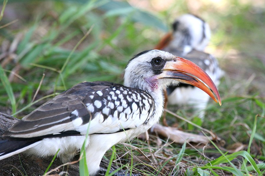 �A�J�n�V�R�T�C�`���E