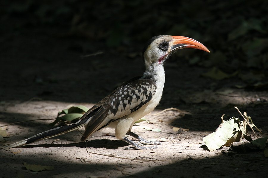 �A�J�n�V�R�T�C�`���E