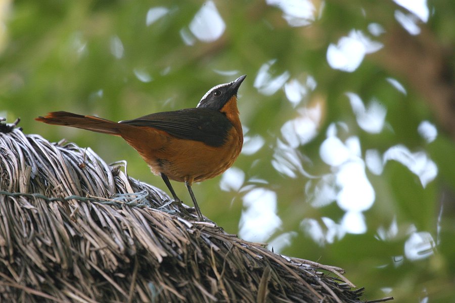 �I�I�c�O�~�q�^�L