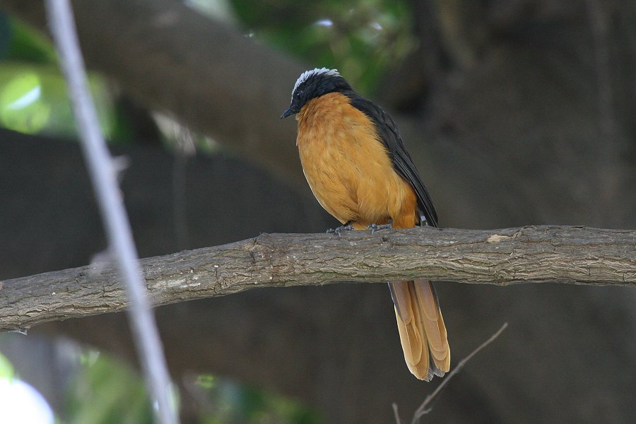 �I�I�c�O�~�q�^�L