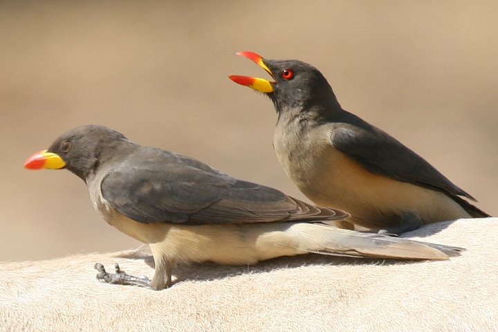 �L�o�V�E�V�c�c�L