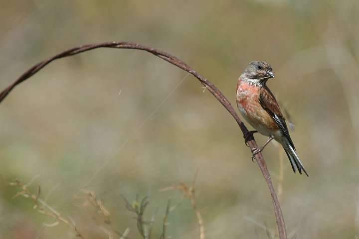 ���l�A�J�q���̃I�X