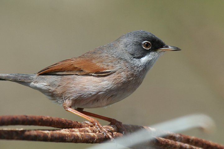 �~�i�~�m�h�W�����V�N�C