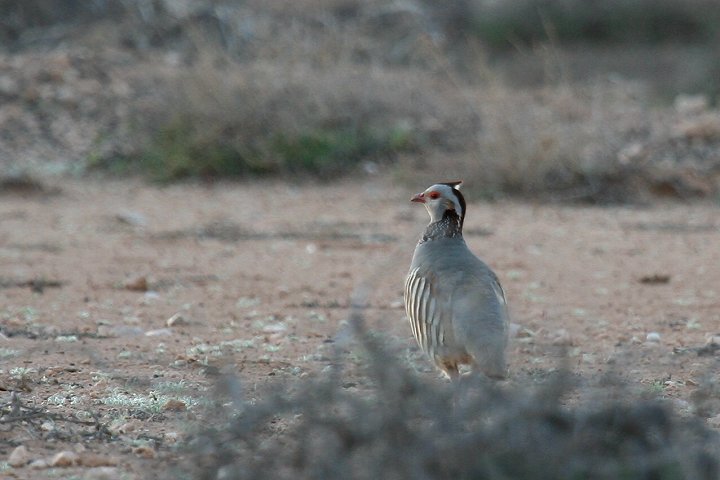 �`���G���C���V���R