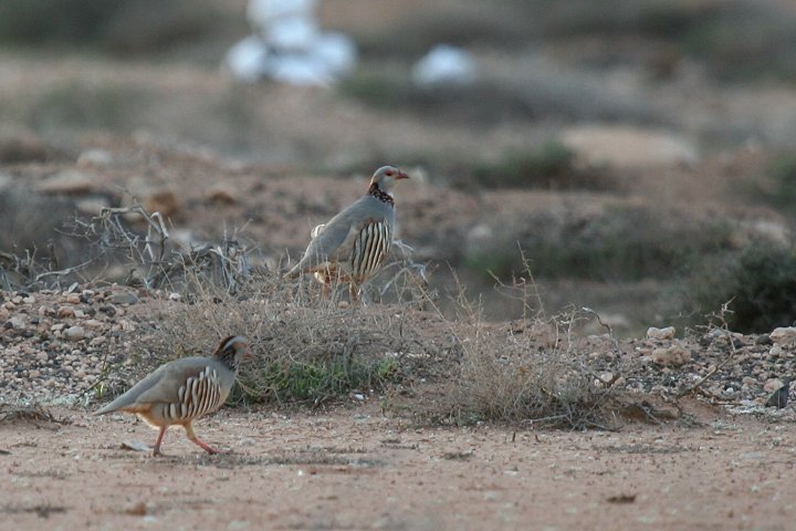 �`���G���C���V���R