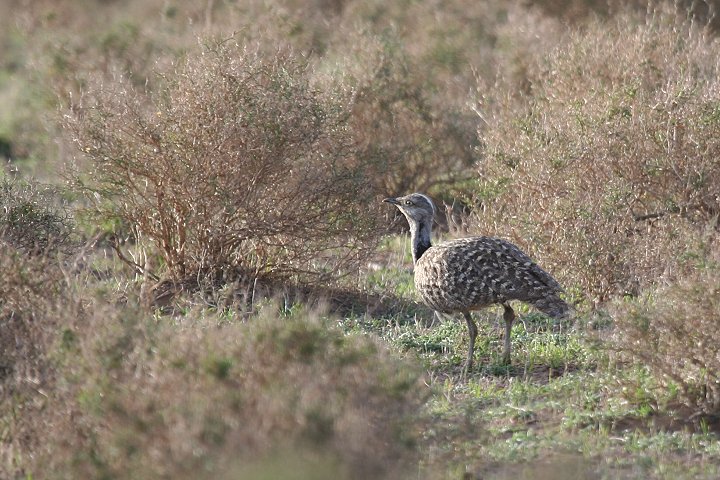 �t�T�G���V���E�m�K��