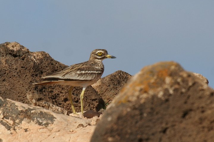 �C�V�`�h��