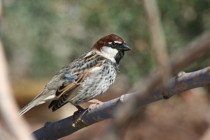 �X�y�C���X�Y���̃I�X