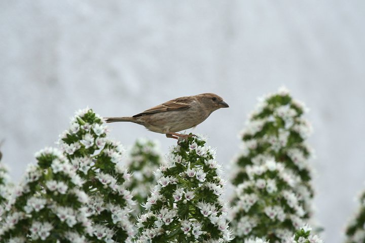 �X�y�C���X�Y���̃��X