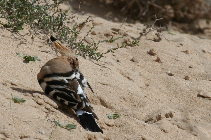 ���c�K�V��