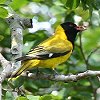 African Black-headed Oriole AtJYLRECEOCX
