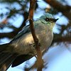 African Blue-flycatcher \Cq^L