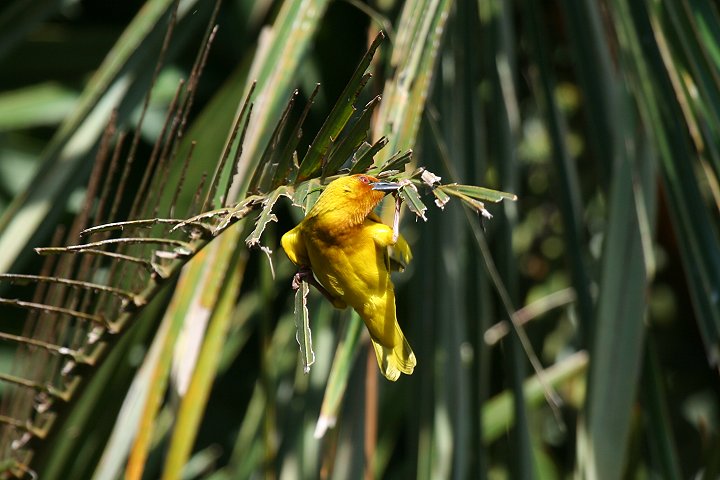 African Golden Weaver