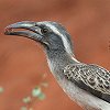 African Grey Hornbill nCCRTC`E