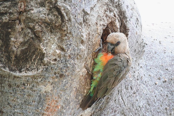 African Orange-bellied Parrot